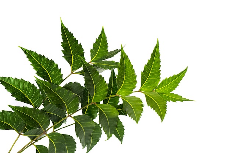 png image of neem leaves